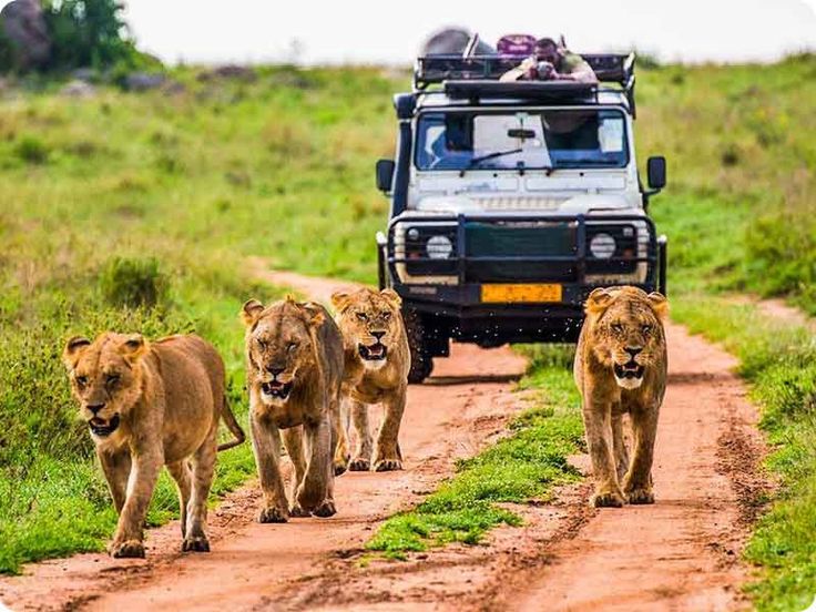 Wildlife conservation and safari experiences in Uganda