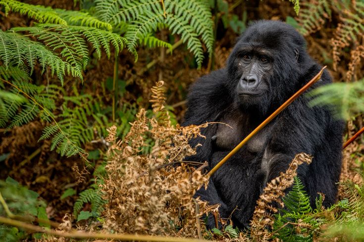 Bwindi Impenetrable Forest