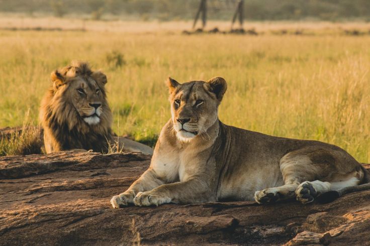 Conservation Projects