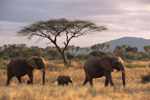 Safari Background