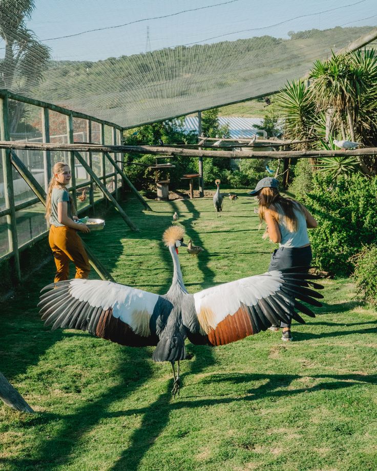 Help African Animals at Work