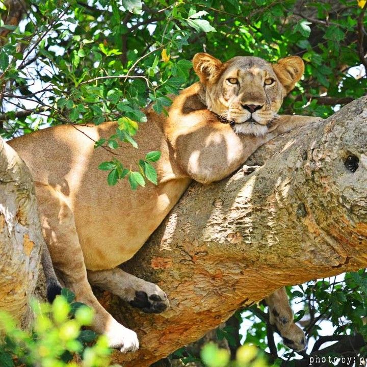 Queen Elizabeth National Park