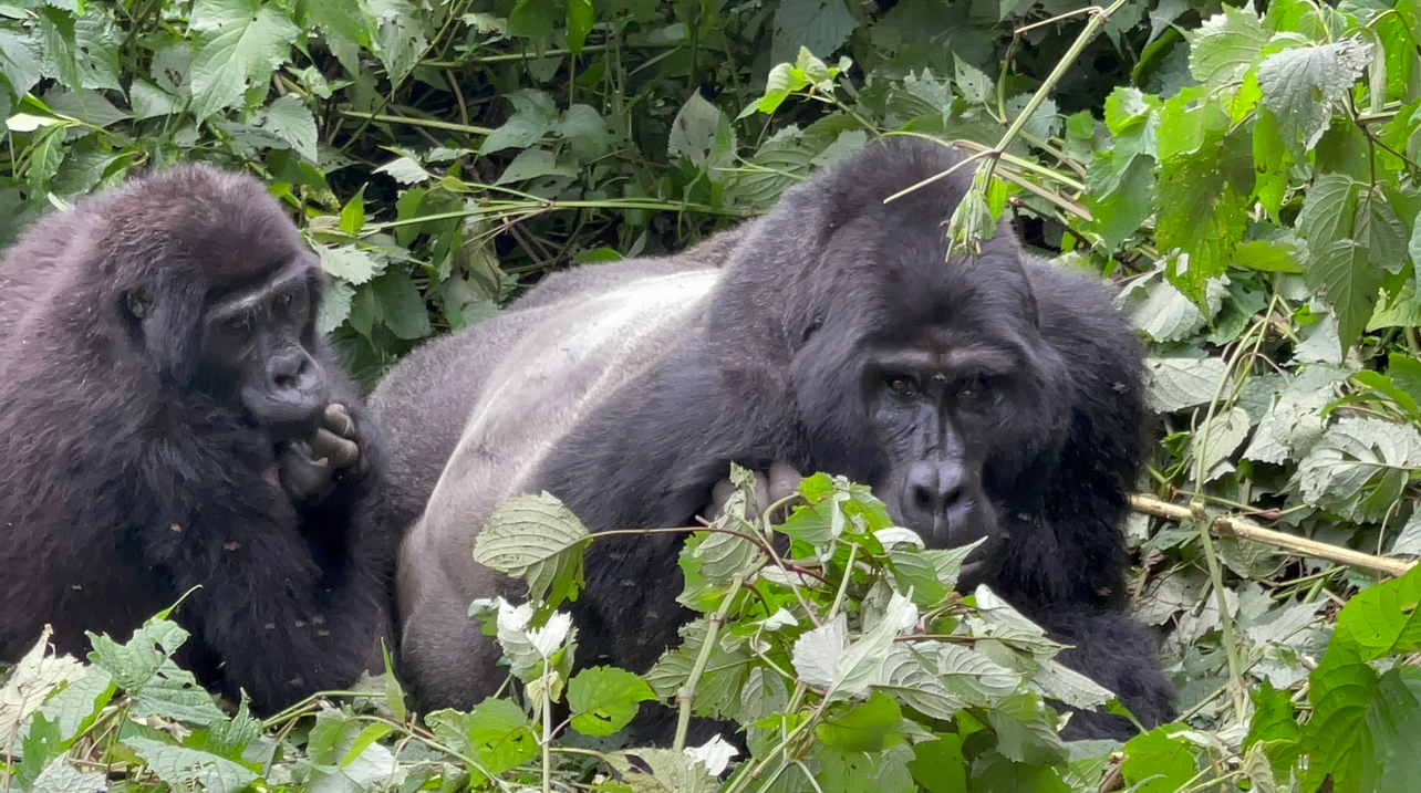 Gorilla Trekking Adventure