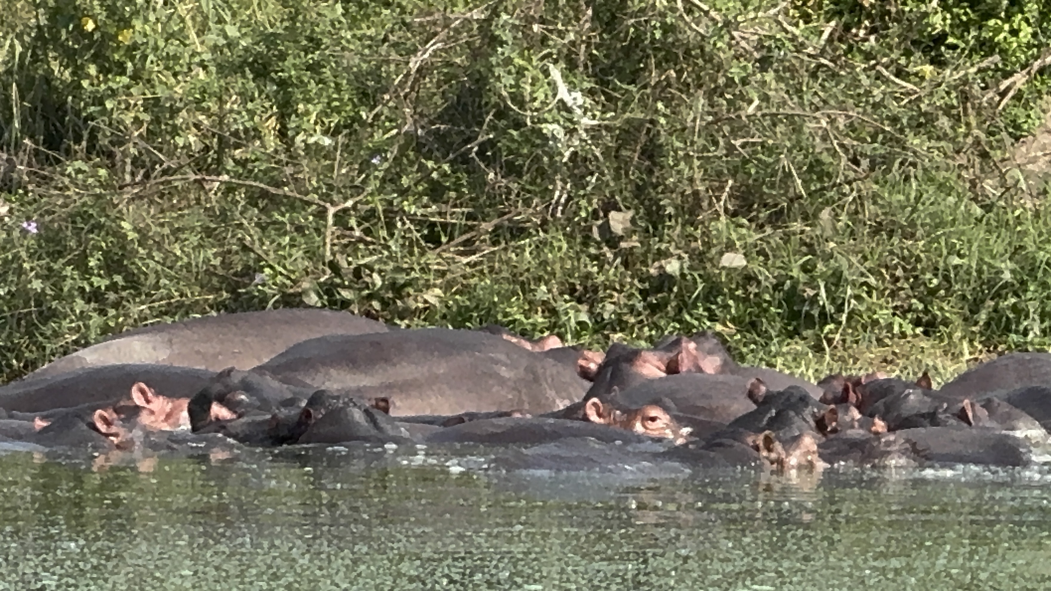 Queen Elizabeth Safari